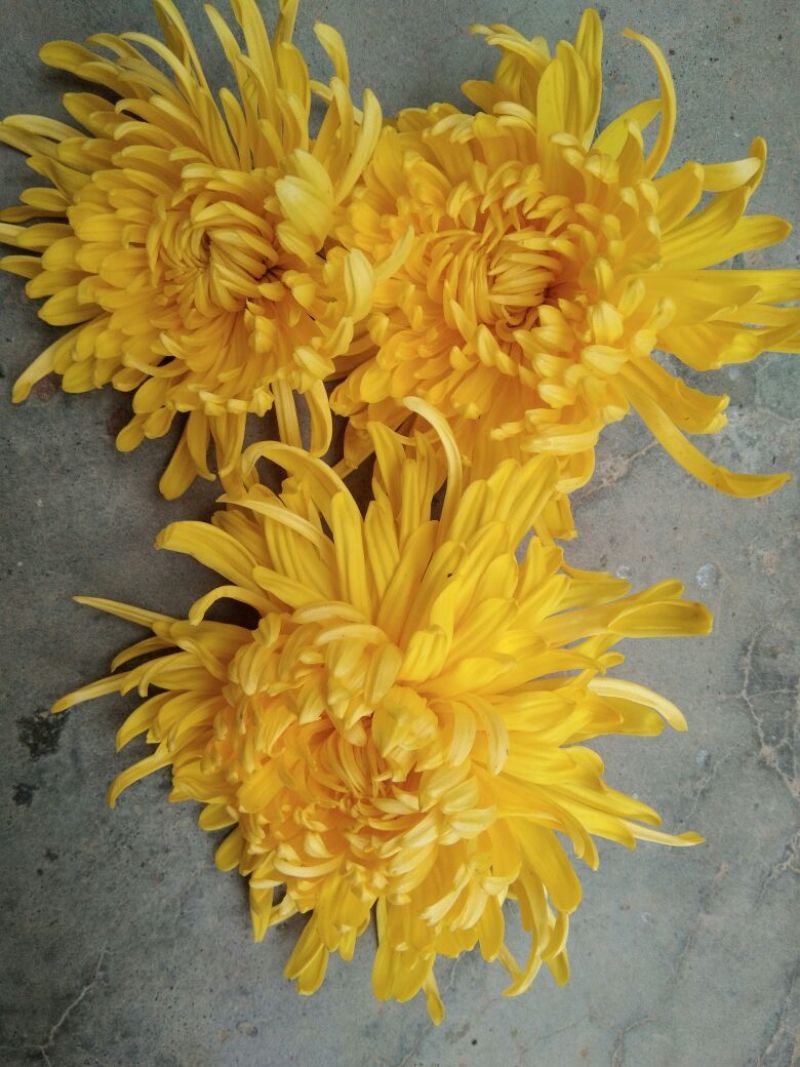 菊花茶一级