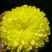 菊花茶一级