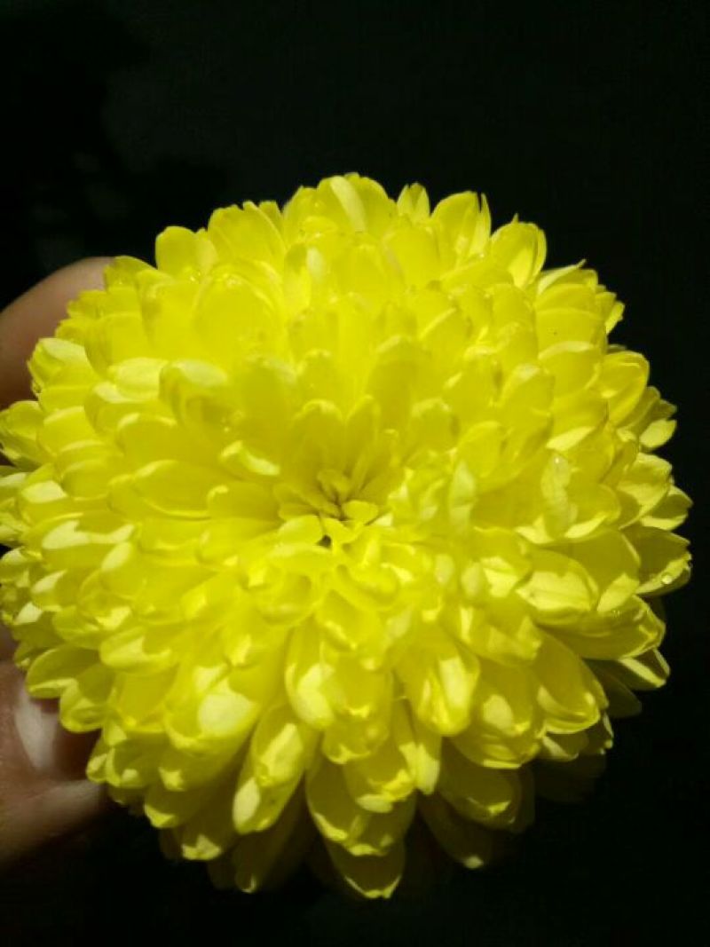 菊花茶一级