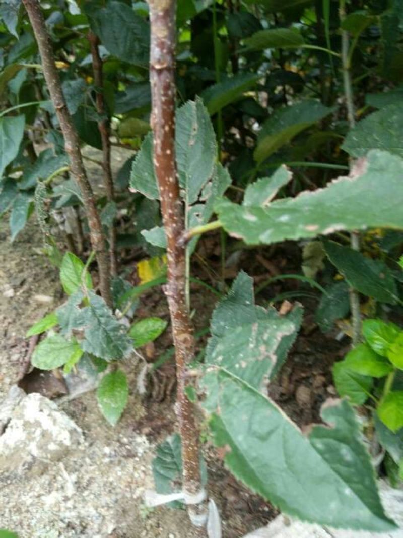 苹果树苗一到两年苗40~50cm根系发达