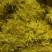 金丝皇菊茶特级