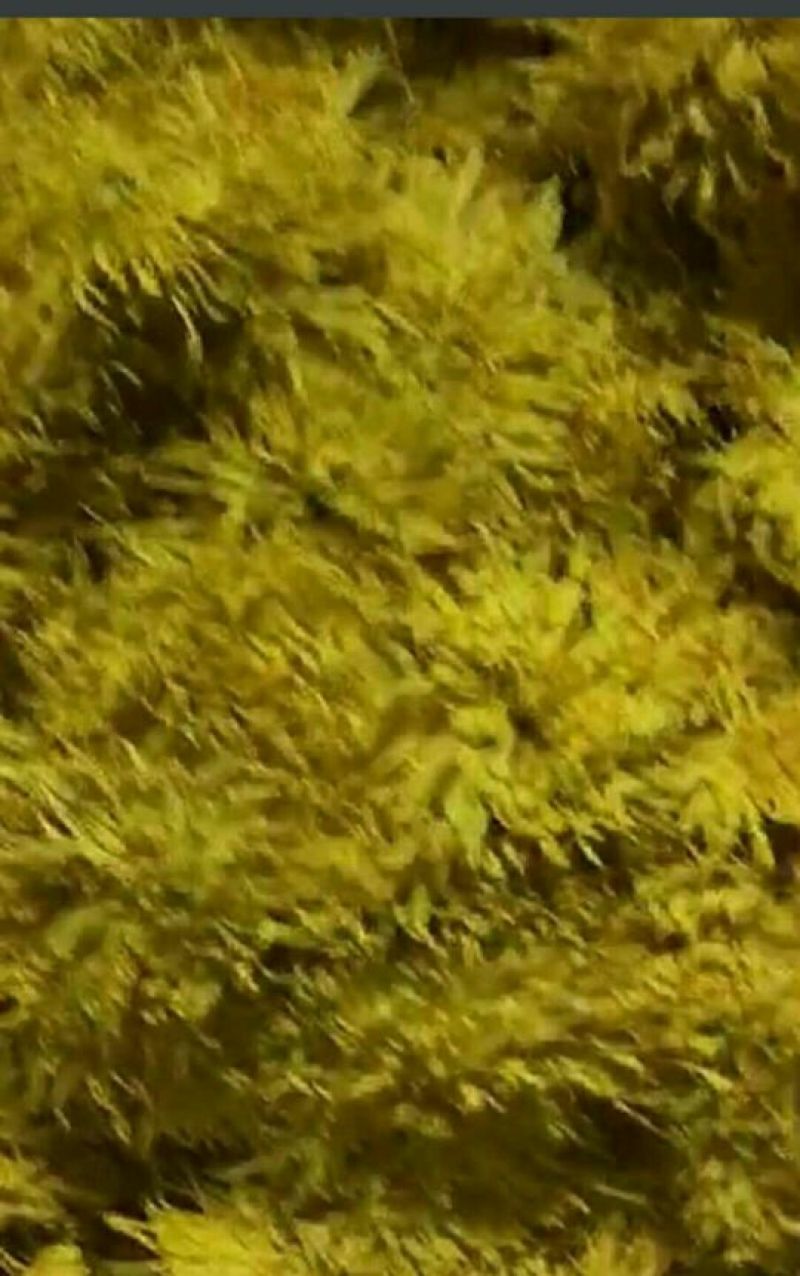 金丝皇菊茶特级