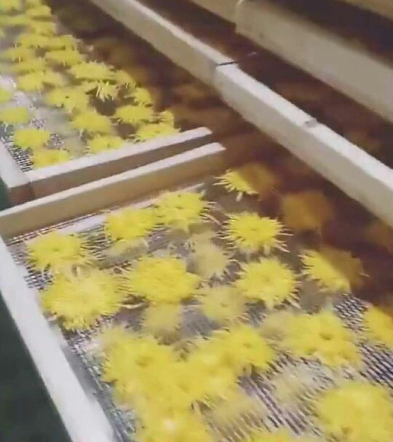 金丝皇菊茶特级
