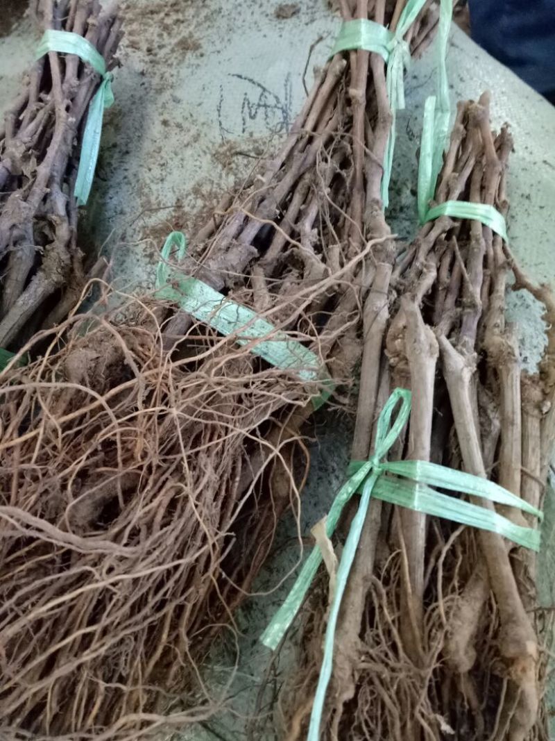 阳光玫瑰葡萄苗5bb砧木3099夏黑，贝达阳光玫瑰基地