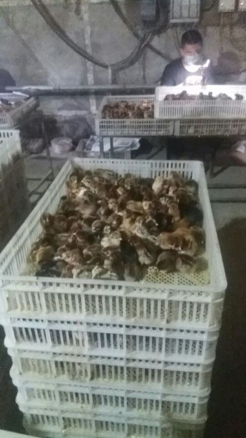 土鸡苗35~45克出壳苗通货
