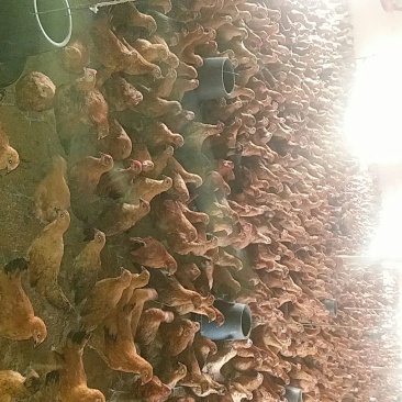 土鸡苗35~45克出壳苗通货