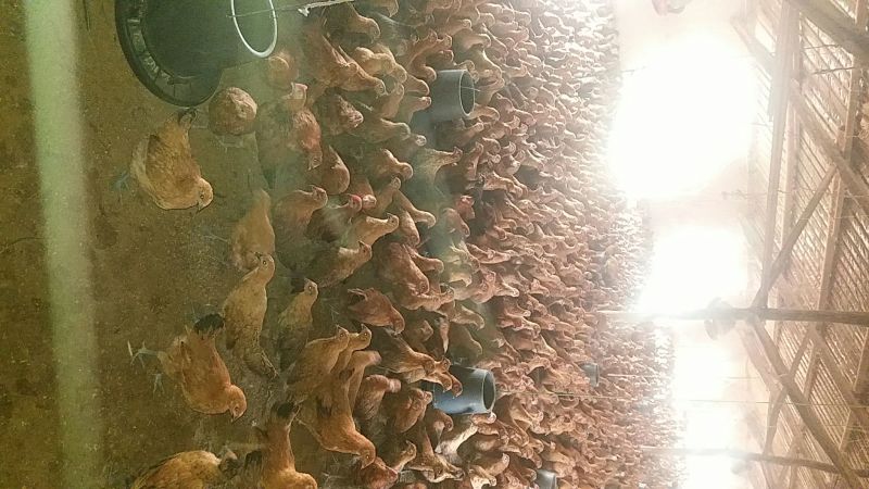 土鸡苗35~45克出壳苗通货