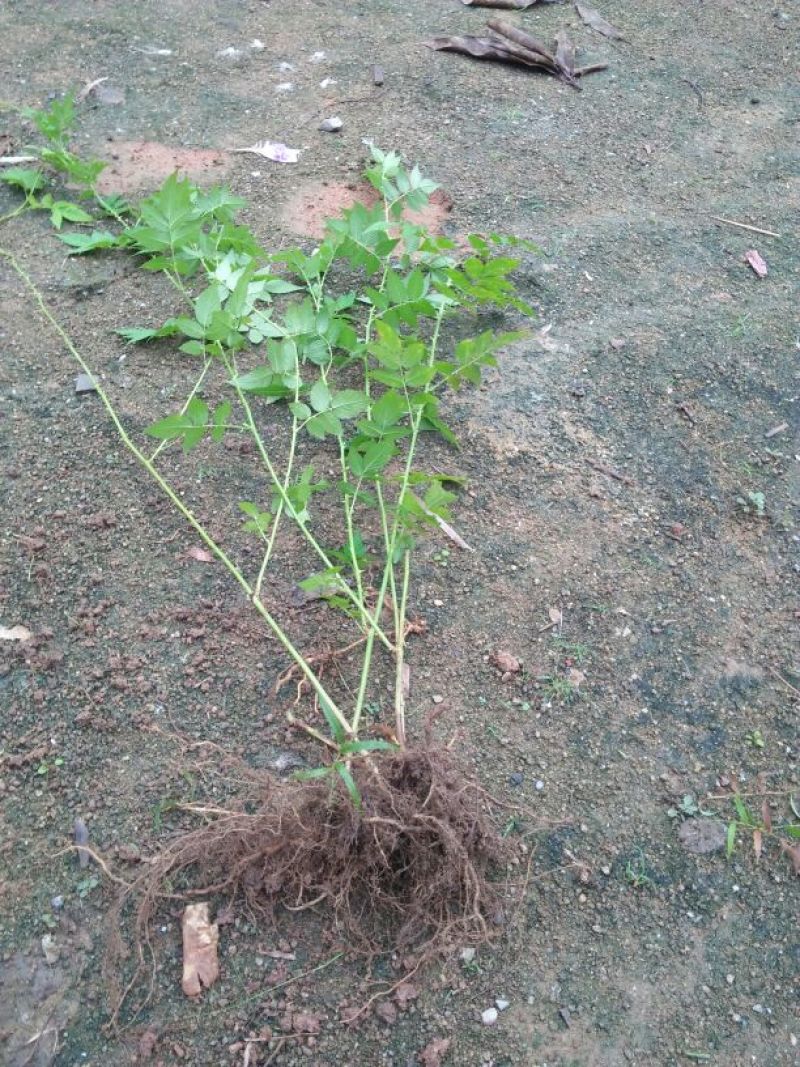 树莓苗30~50cm