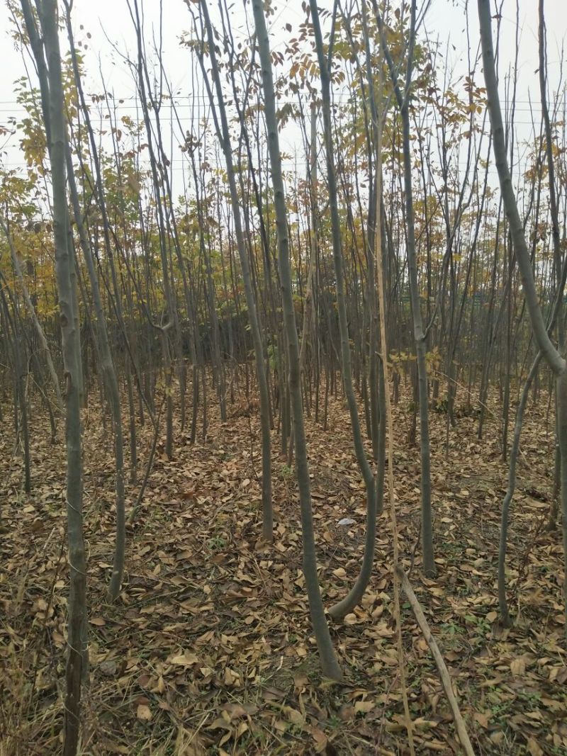 栾树6~8cm4~6cm2.5~3米