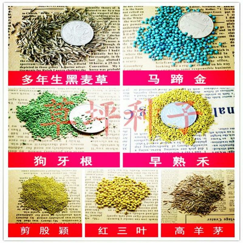 波斯菊种子97%以上