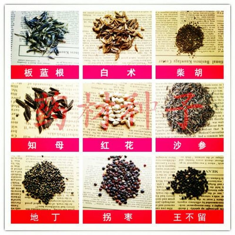 波斯菊种子97%以上