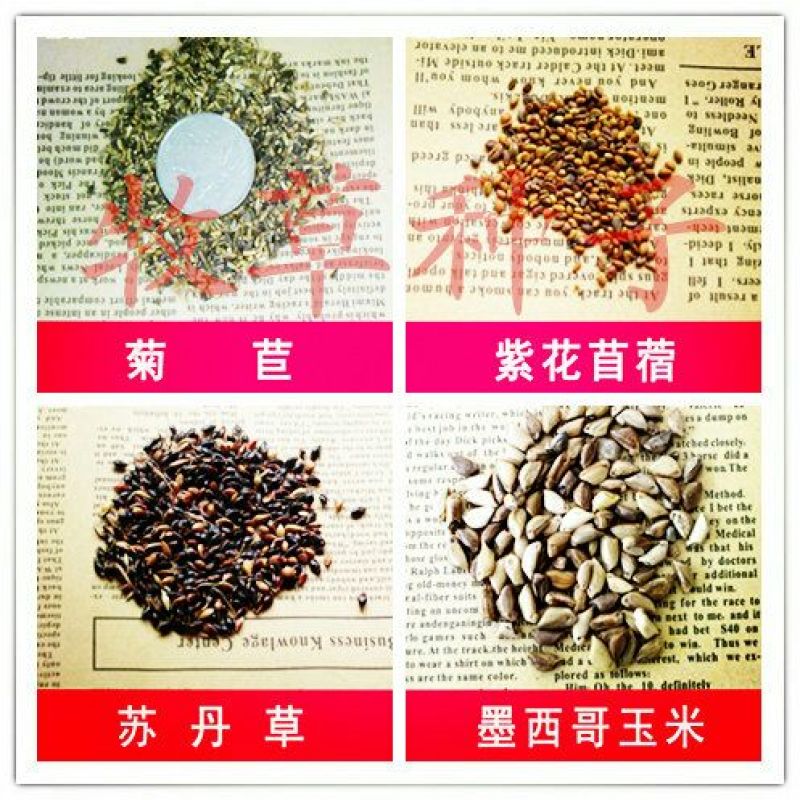 波斯菊种子97%以上