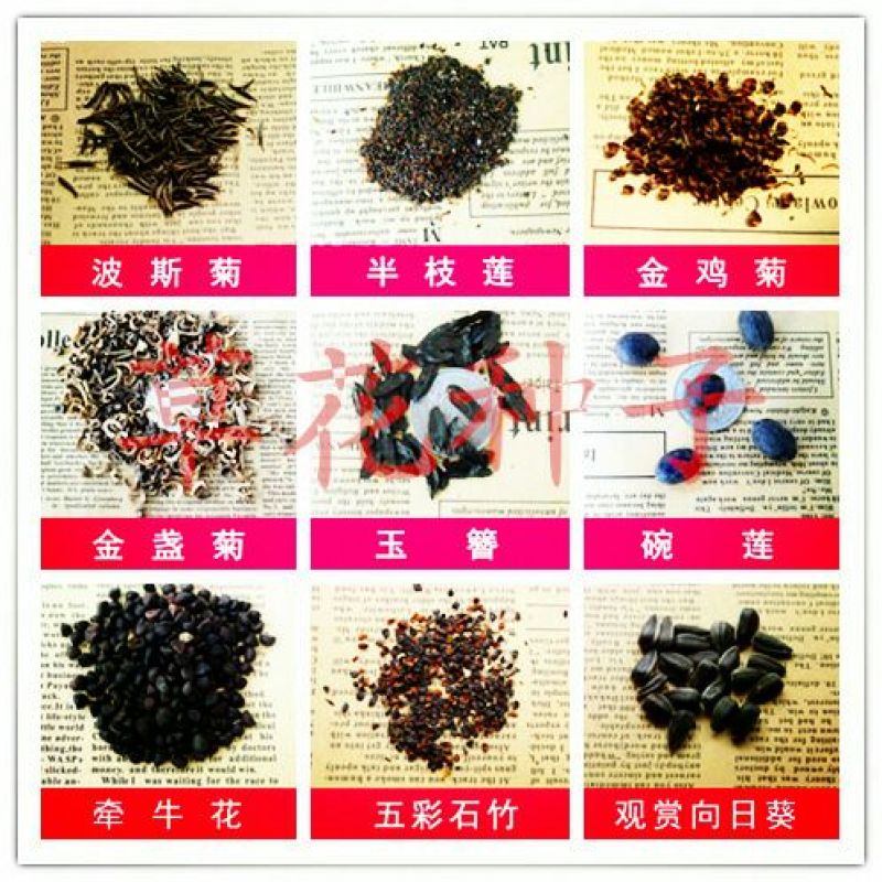 黄秋葵种子98%以上