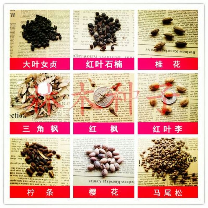 二月兰种子97%