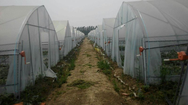 蔬菜大棚椭圆钢管大棚