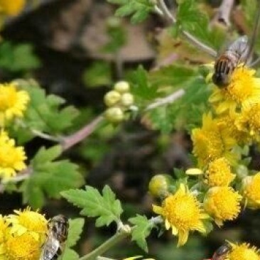 野菊花散装