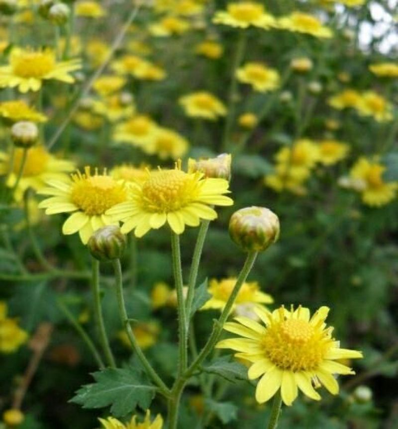 野菊花散装