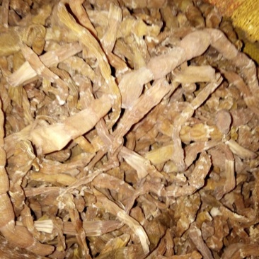 干竹笋13~17cm