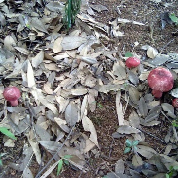 野生菌三级