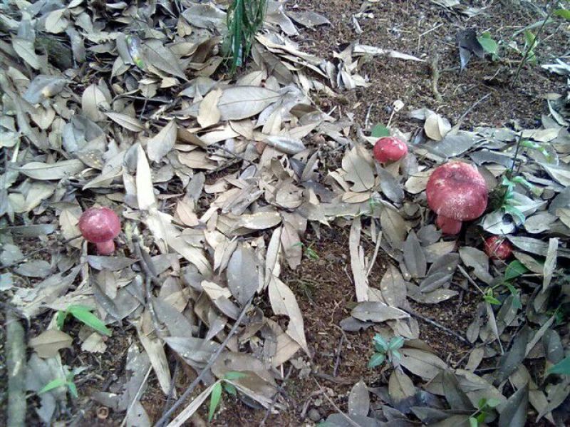 野生菌三级