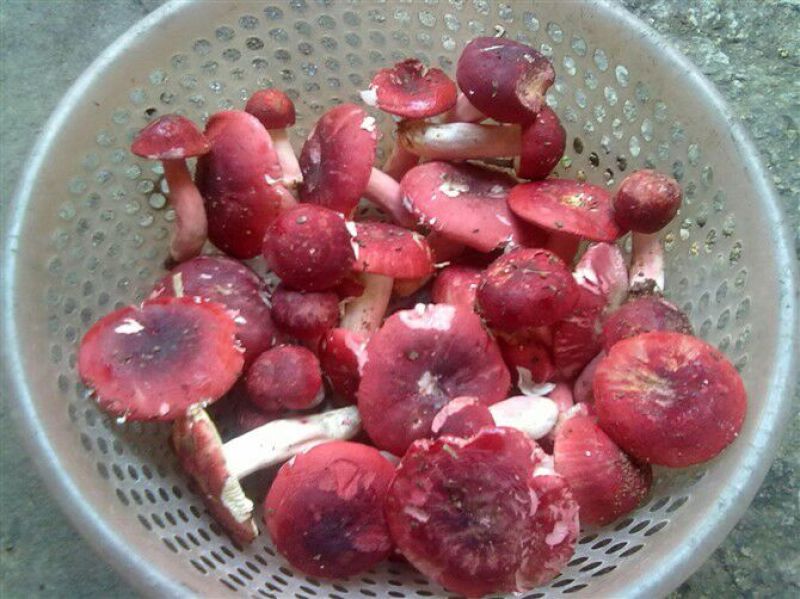 野生菌三级