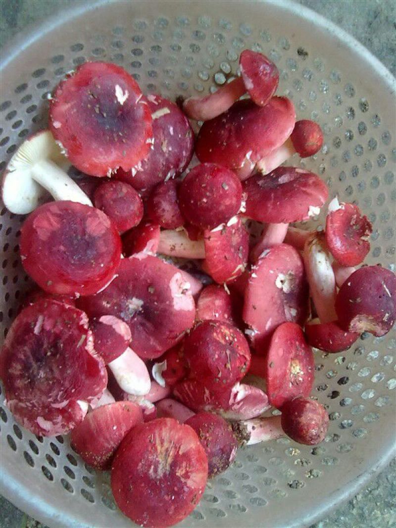 野生菌三级