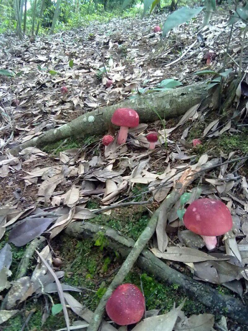 野生菌三级