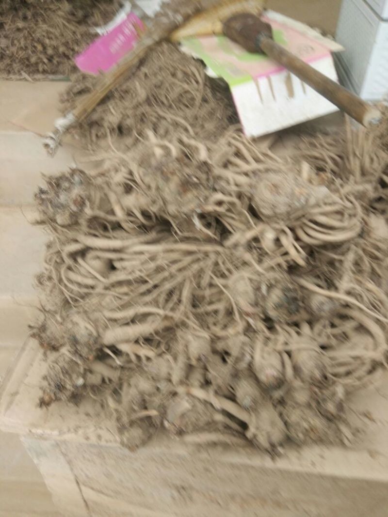 鲜当归中