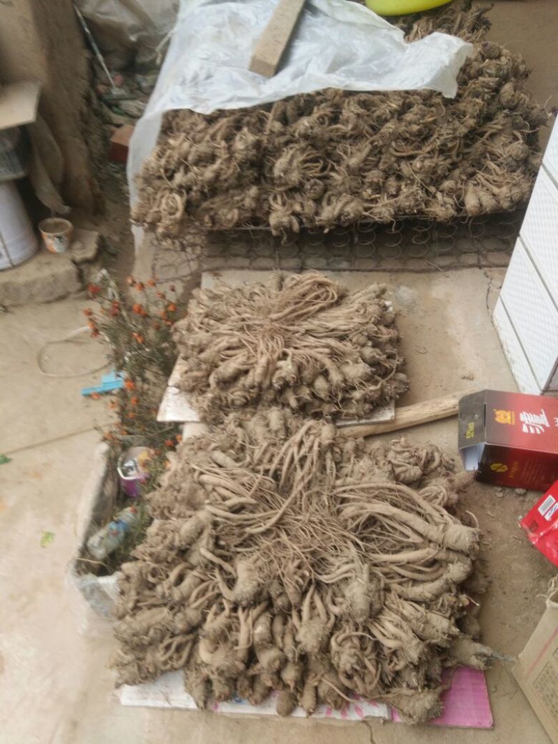 鲜当归中