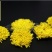 菊花茶一级
