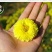 菊花茶一级