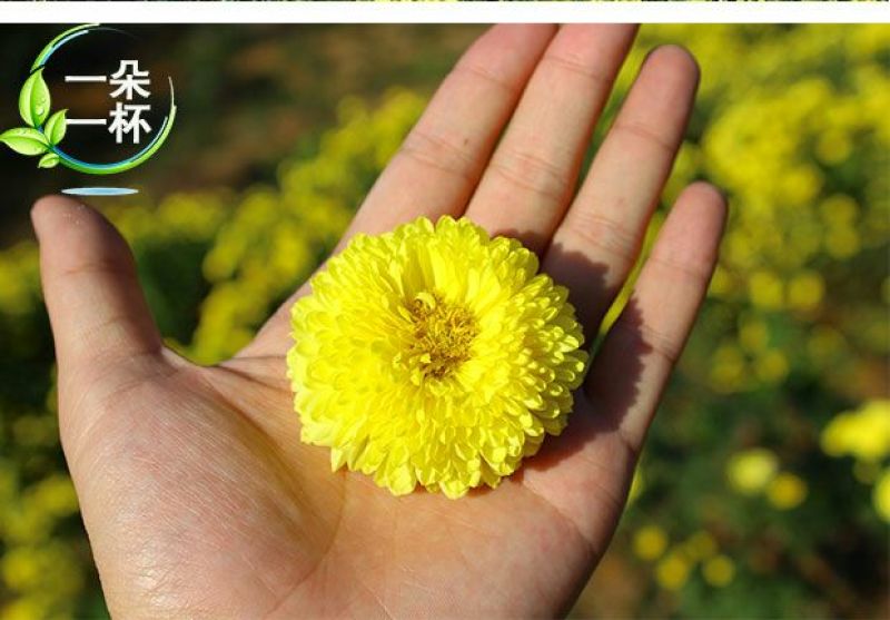 菊花茶一级