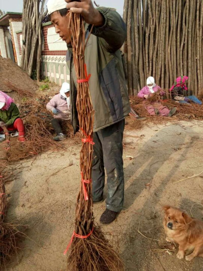 葡萄苗1年30~50cm