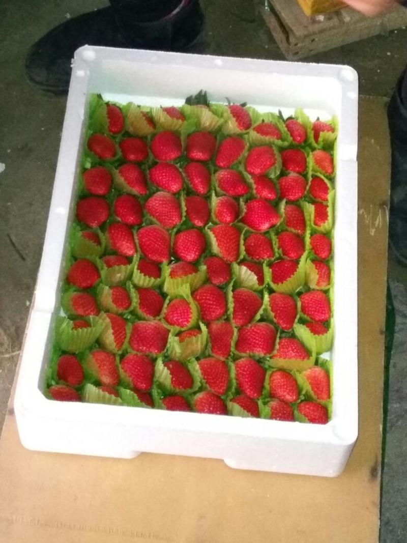 【荐】甜宝草莓平度甜宝草莓产地直供种植基地电联
