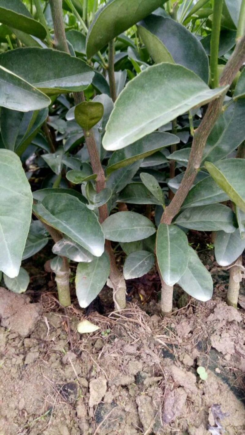 大果型香橙砧茂谷柑苗50~80cm