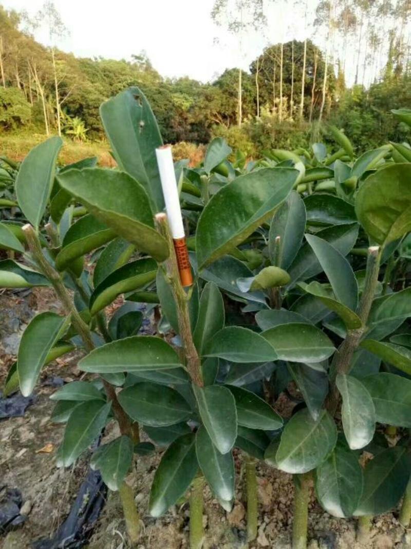 大果型香橙砧茂谷柑苗50~80cm