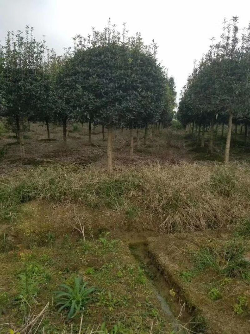 金桂花树苗120cm以上