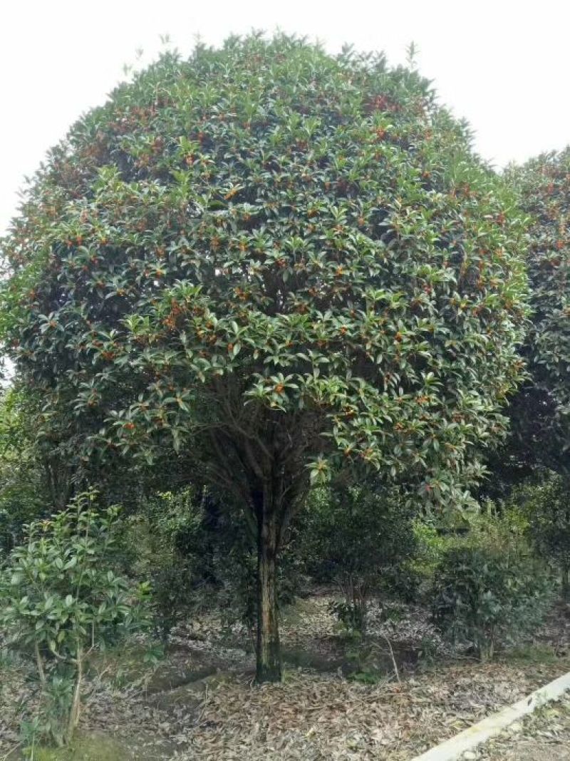 金桂花树苗120cm以上