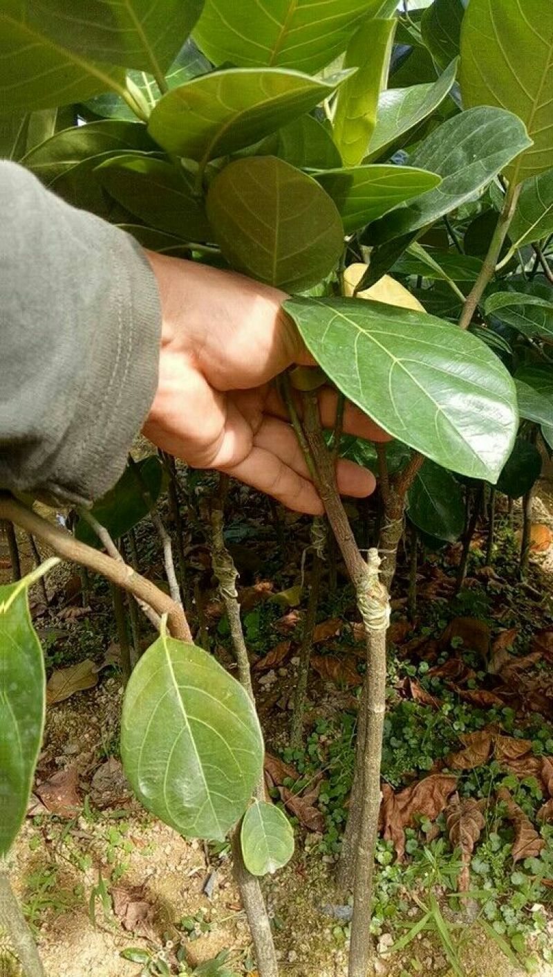 马来西亚一号菠萝蜜苗50-80cm嫁接苗带杯发货