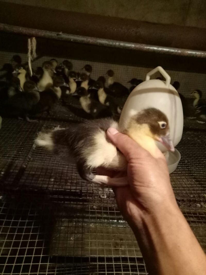 黑鸭