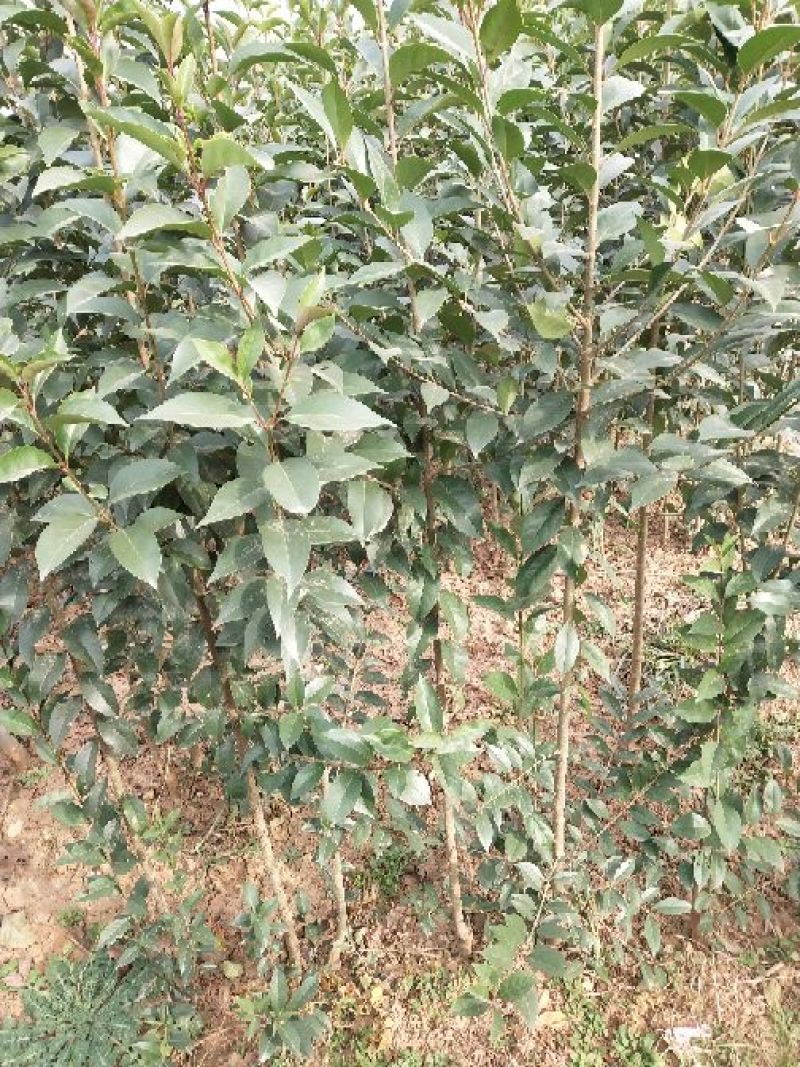 大叶女贞4~6cm