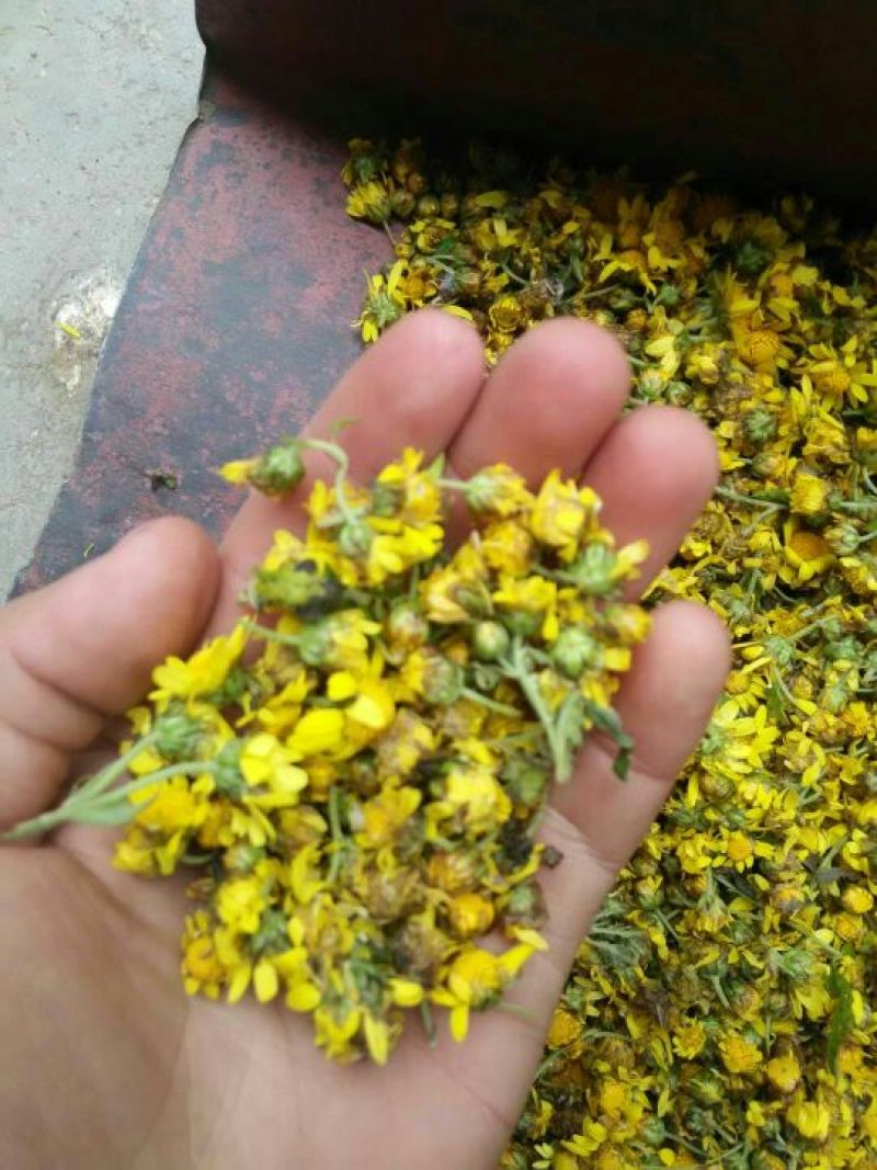 野菊花散装