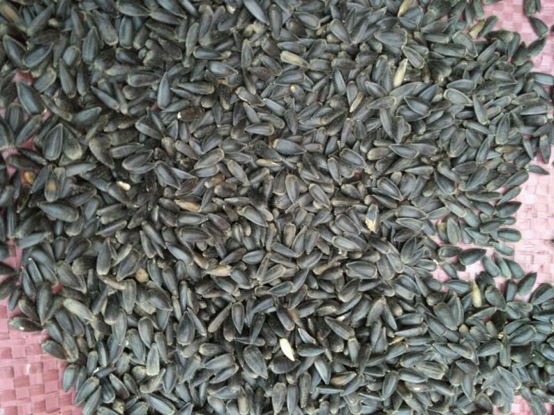 油葵100~150cm