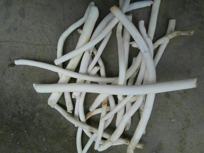 通草