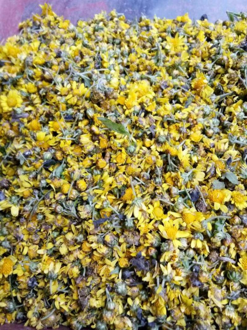 野菊花散装