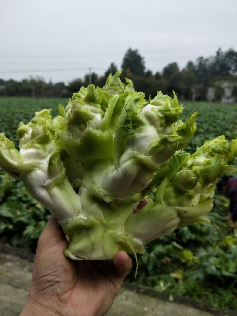 儿菜