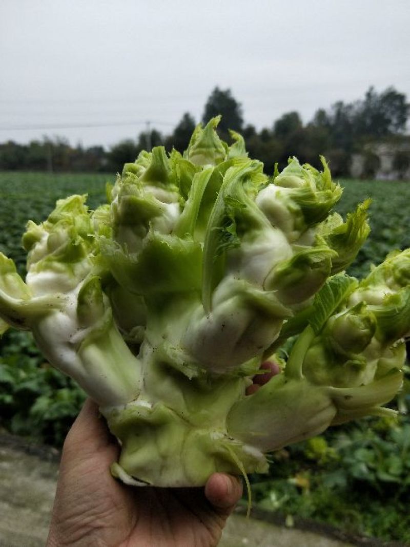 儿菜