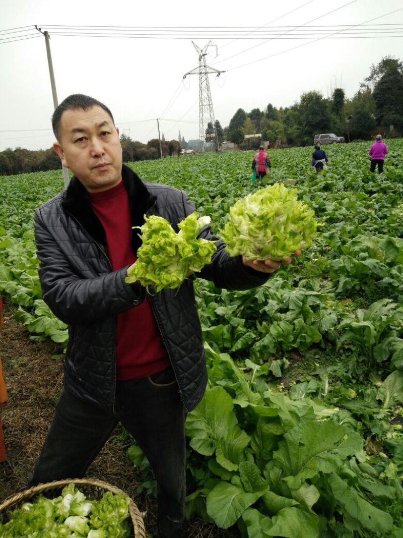 儿菜5两以上