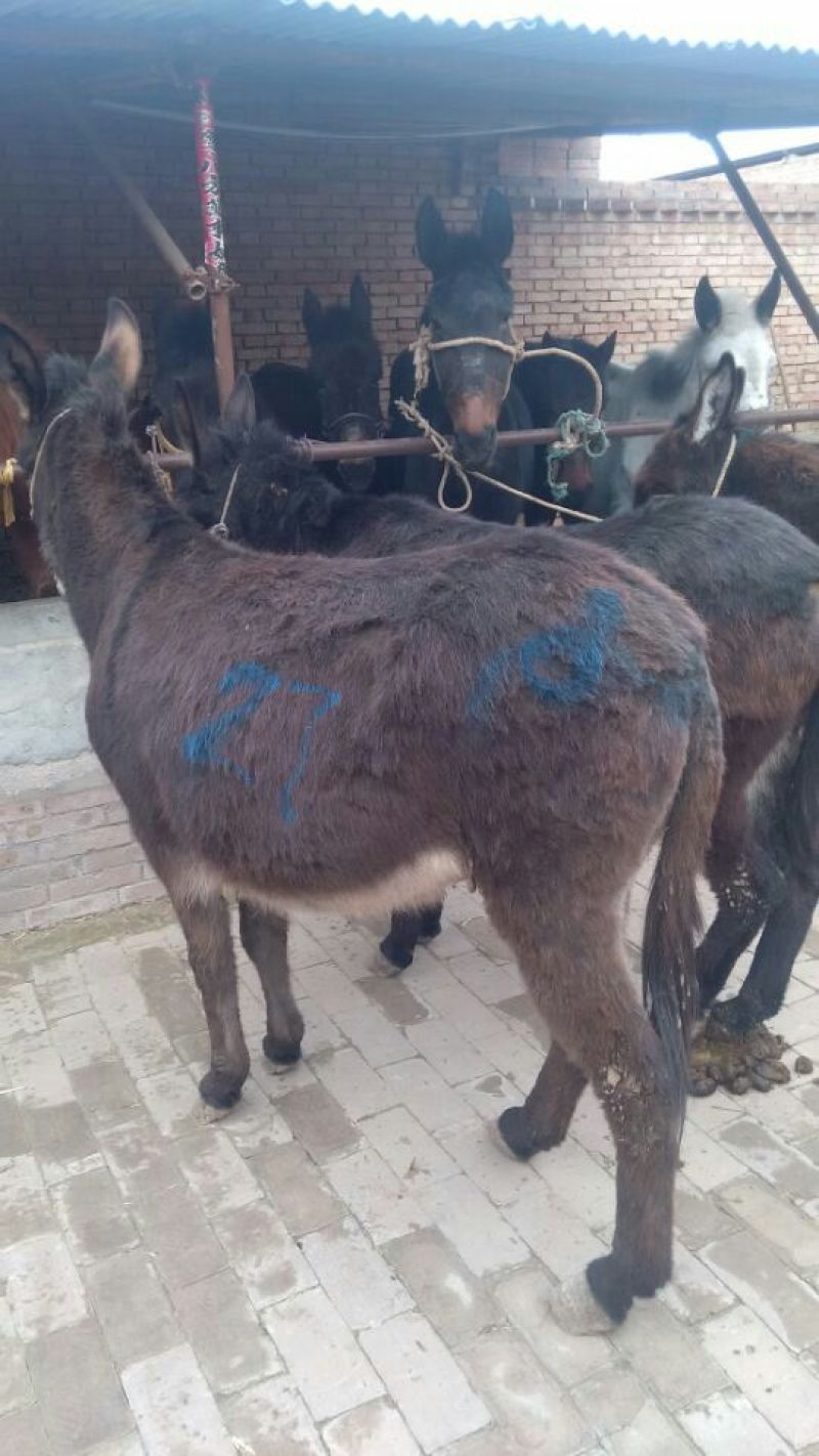 肉驴400~500斤，精品肉驴德州改良肉驴