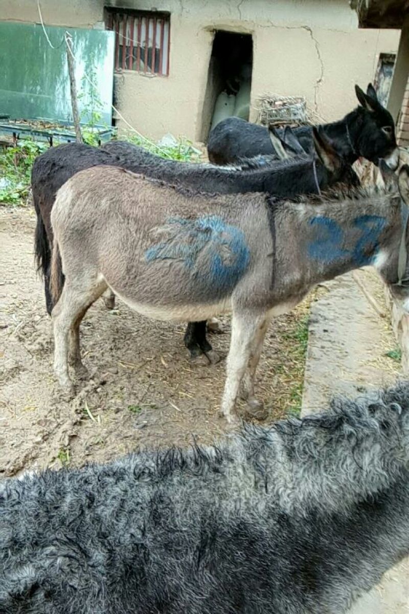 肉驴400~500斤，精品肉驴德州改良肉驴